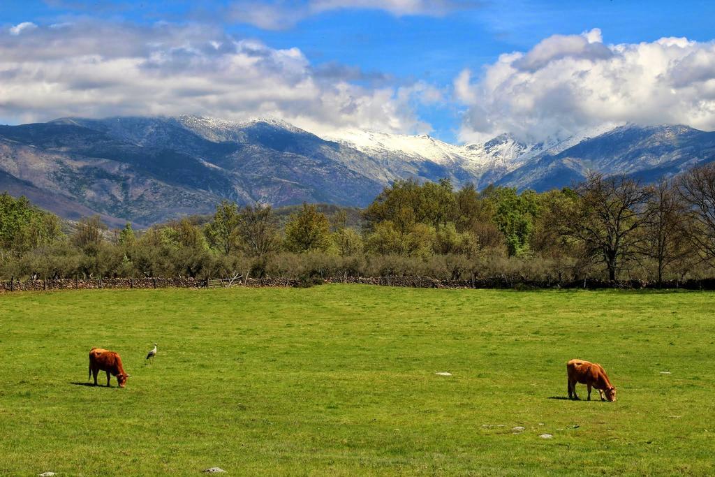 Apartamentos Rurales Entre Fuentes Cuacos De Yuste Exteriör bild